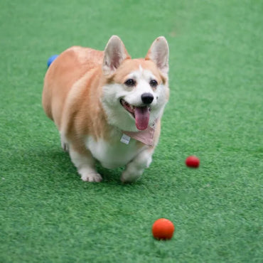 Dog Ball Indestructible Chew Bouncy Rubber Ball