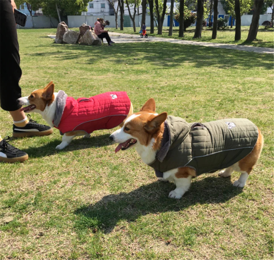 Winter Dog , Jacket Warm , Removable Hood