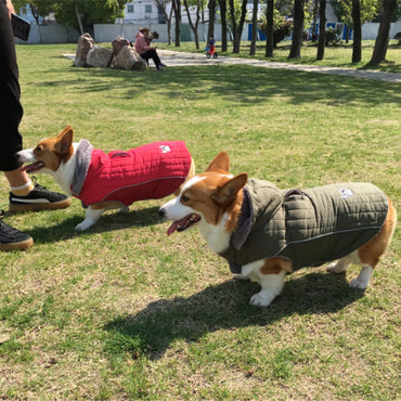 Winter Dog , Jacket Warm , Removable Hood