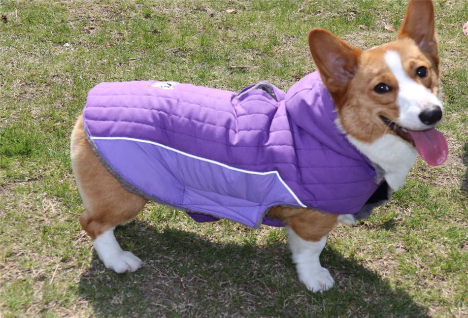 Winter Dog , Jacket Warm , Removable Hood