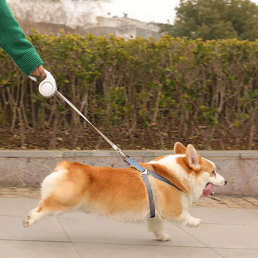 Retractable Dog Leash