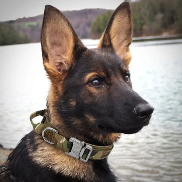 Tactical Dog Collar Adjustable Duarable Nylon